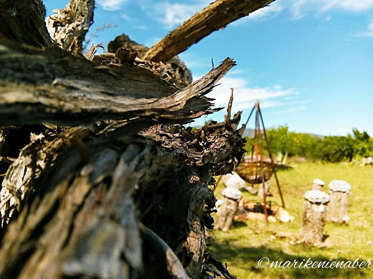 Shepherd'S Tree Backpackers クニスナ エクステリア 写真